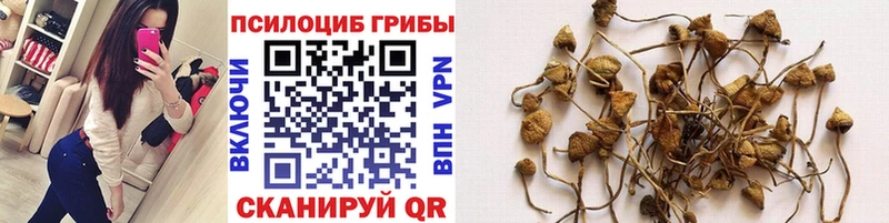 Галлюциногенные грибы Cubensis где найти наркотики Мантурово